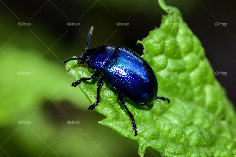 Close-up of beetle eating leaf