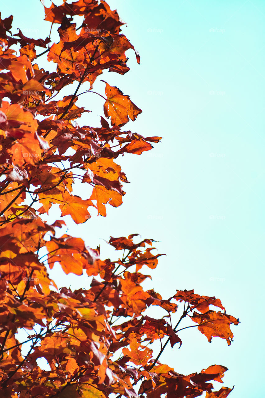 Fiery leaves! Autumn colors will never fail to be photogenic! It makes the world extra beautiful! Can’t wait! 