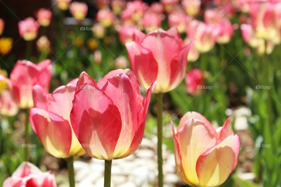 tulips of spring