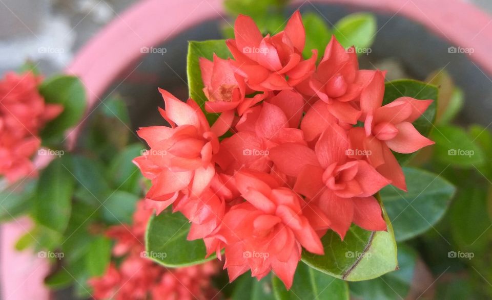 red and pink flowers