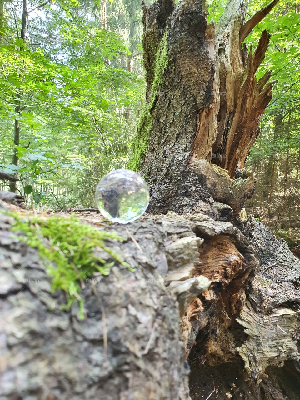 Glassball in the forest