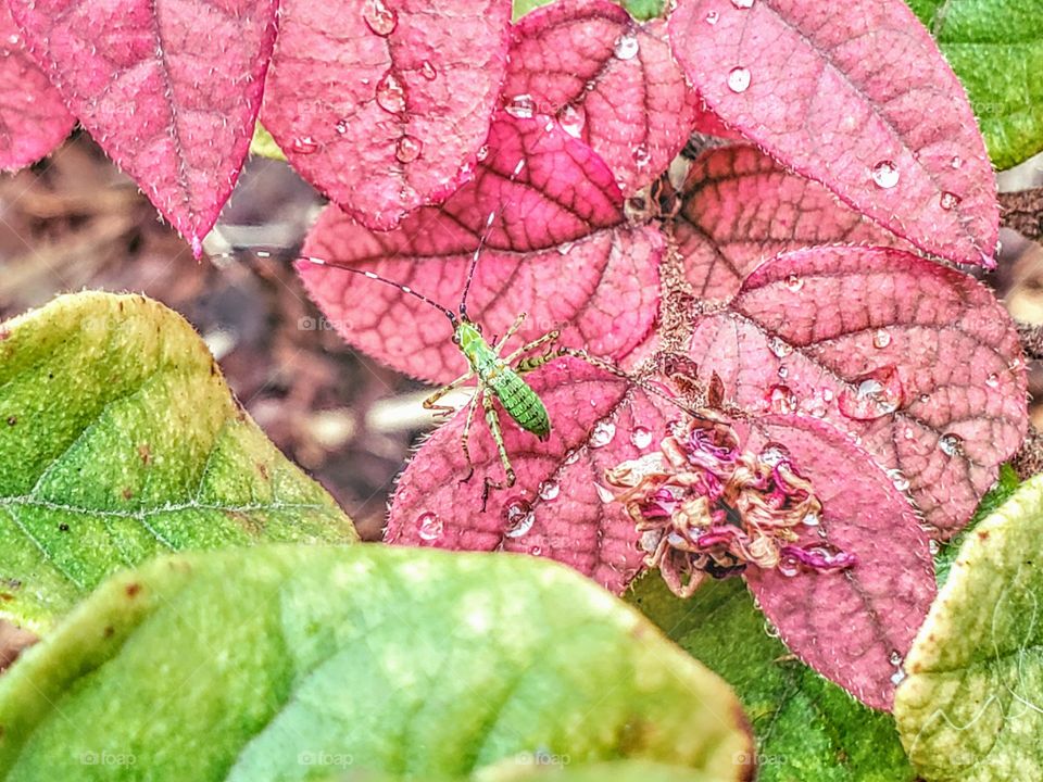 Nymph katydid on pink and lime green chinese fringe bush leaves after a light rain. loropetalum.