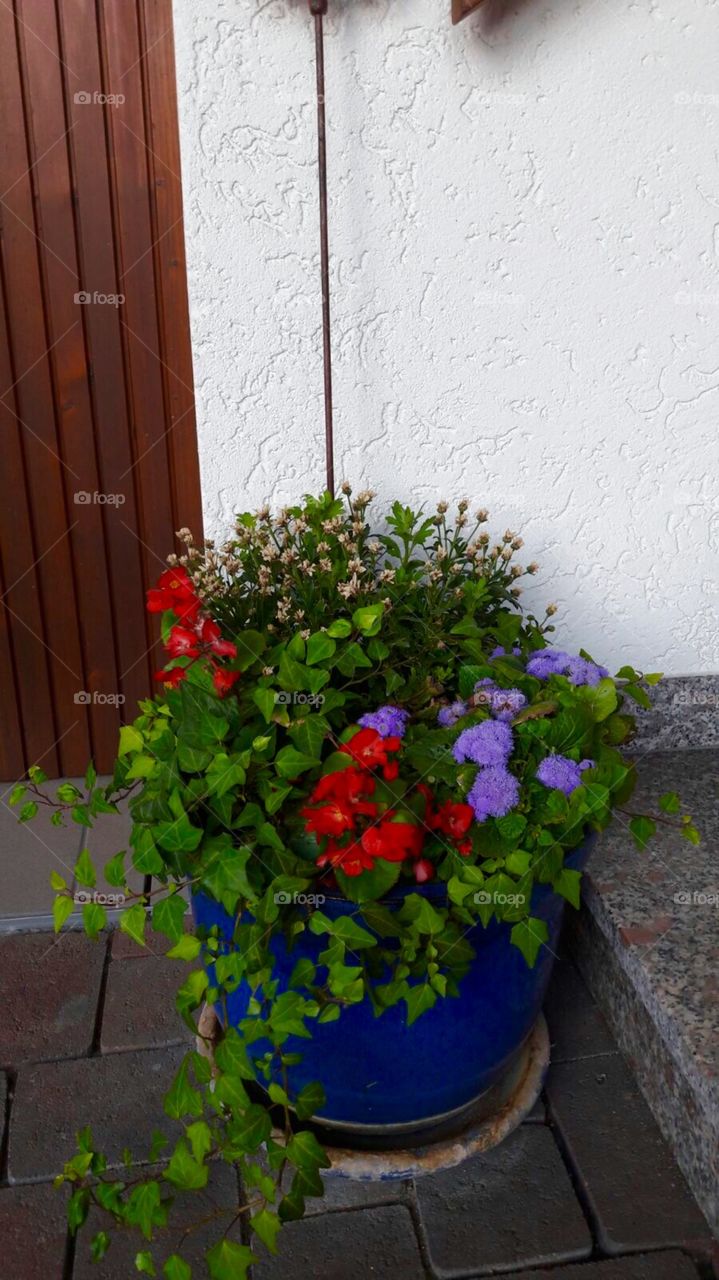Flower, Pot, Flora, Garden, Leaf