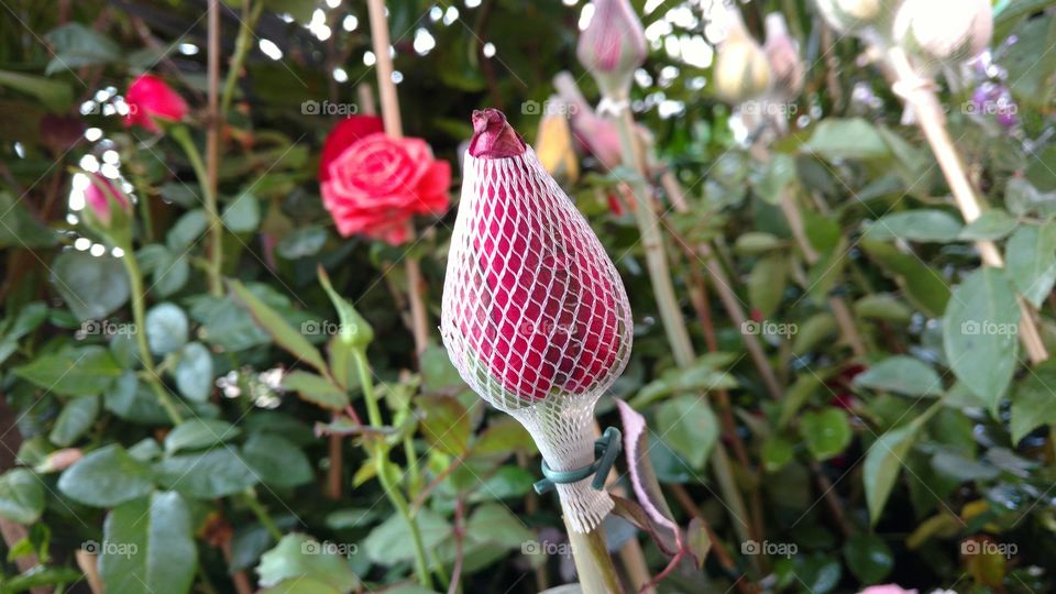 Veja quão lindo o mundo natural. Que belíssimo botão! Flores ao fundo.