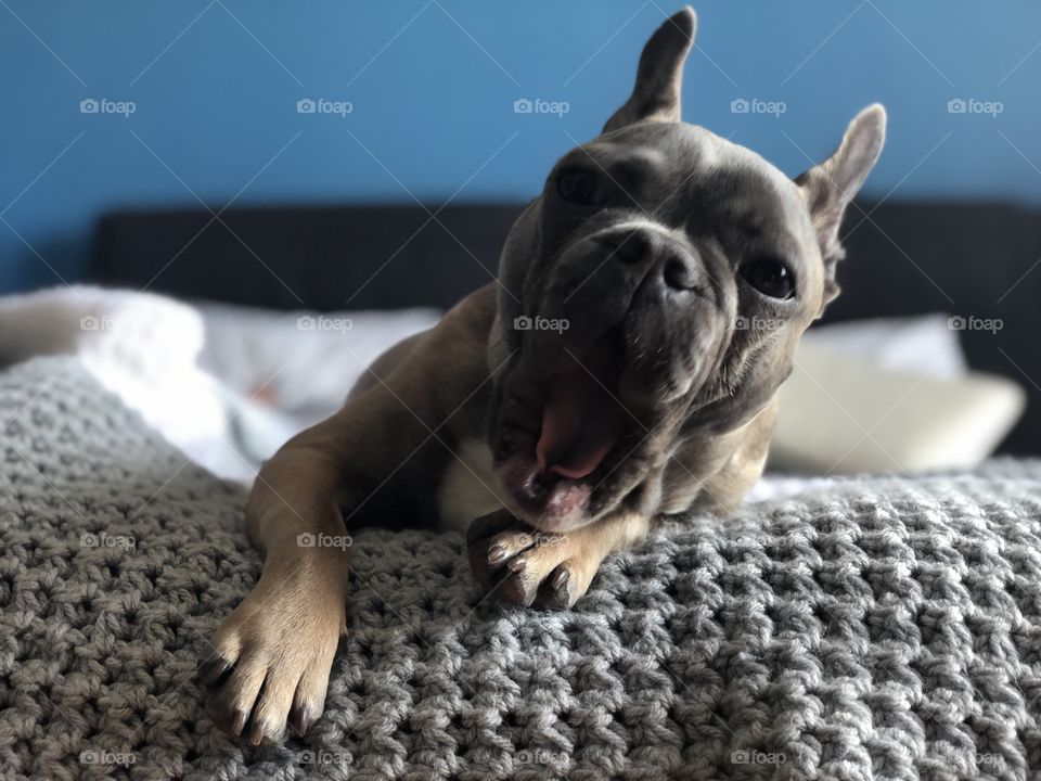 My cute French bulldog puppy with the biggest yawn on a cozy quilt 