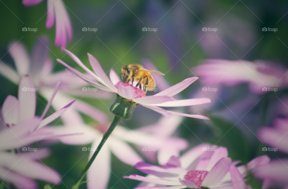 Close-up of bee on pink flower
