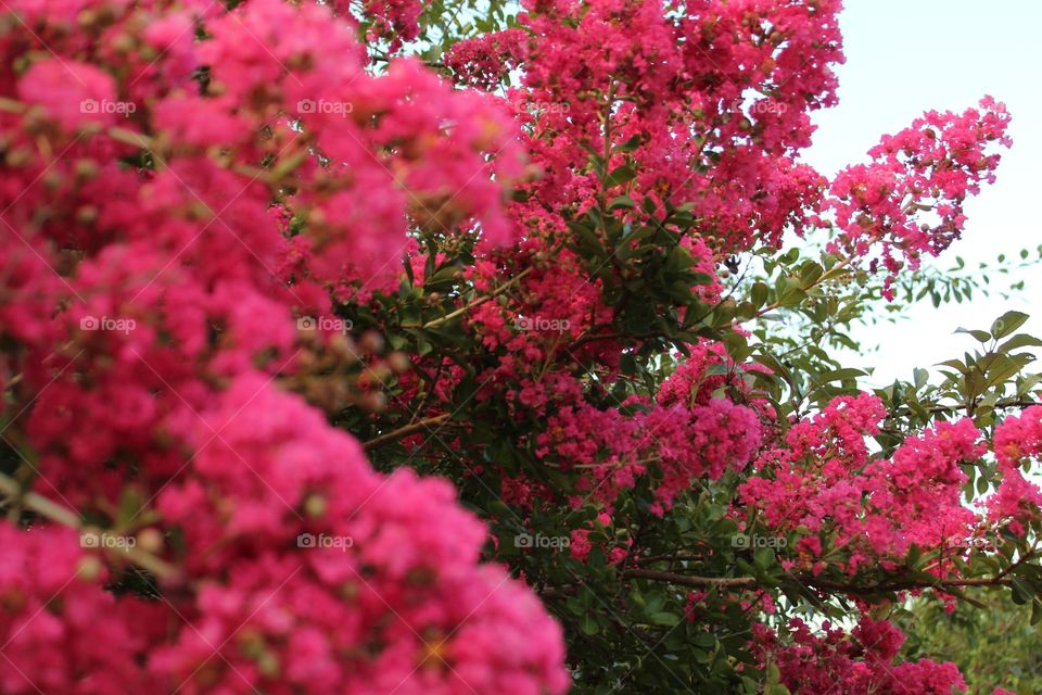 So many colors of trees at the park