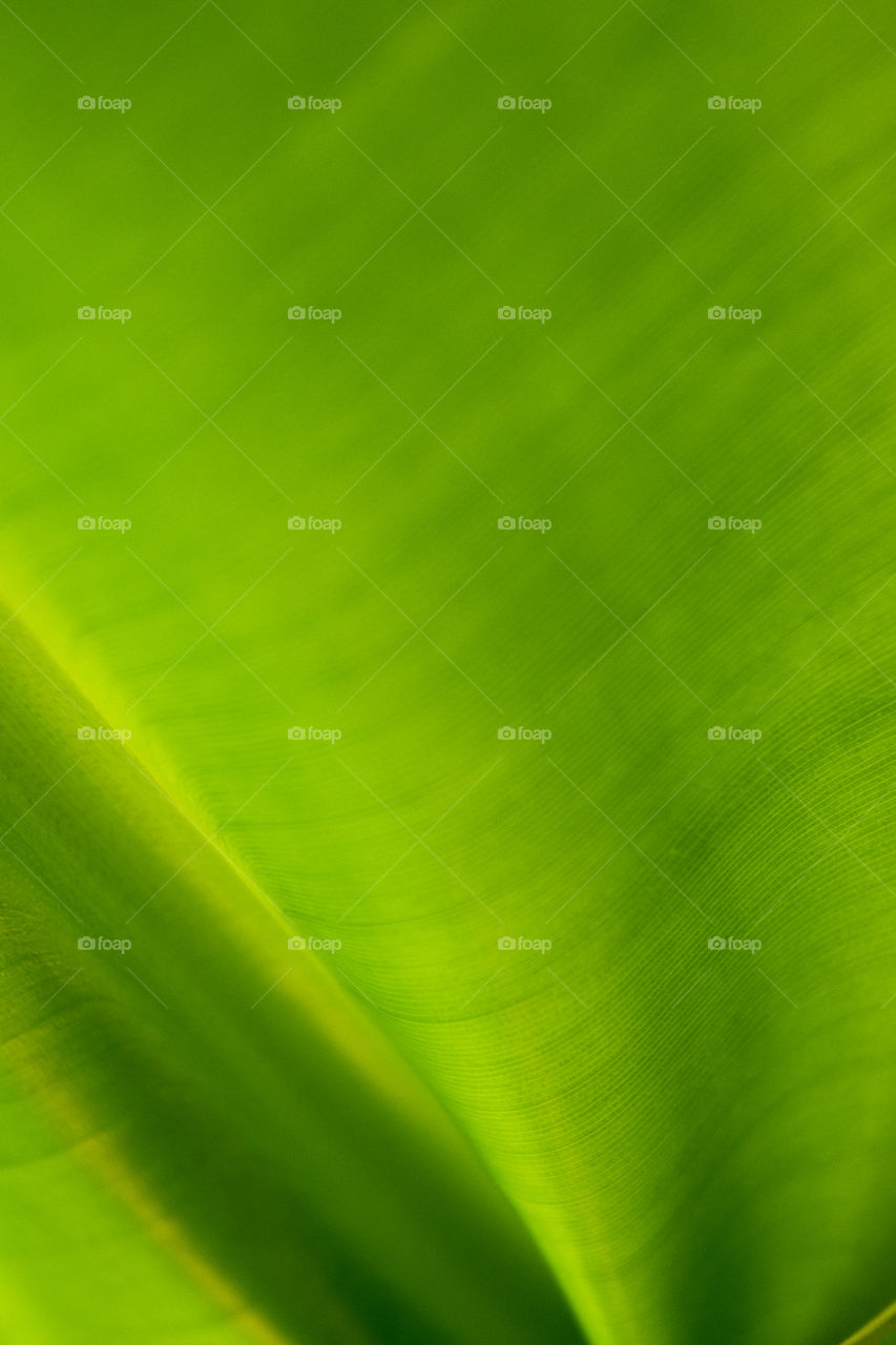 Texture nature of a leaf