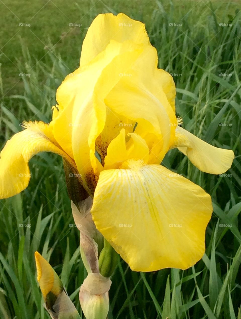 Yellow iris