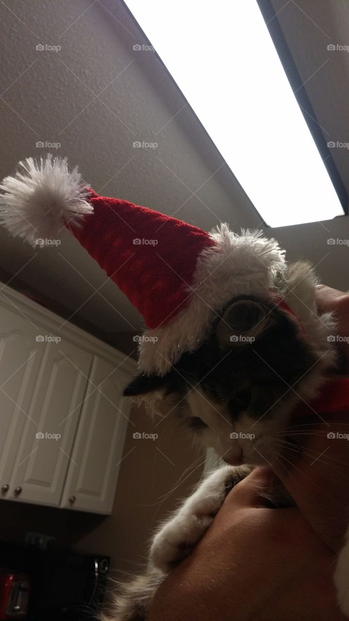 Sofi in her Santa hat