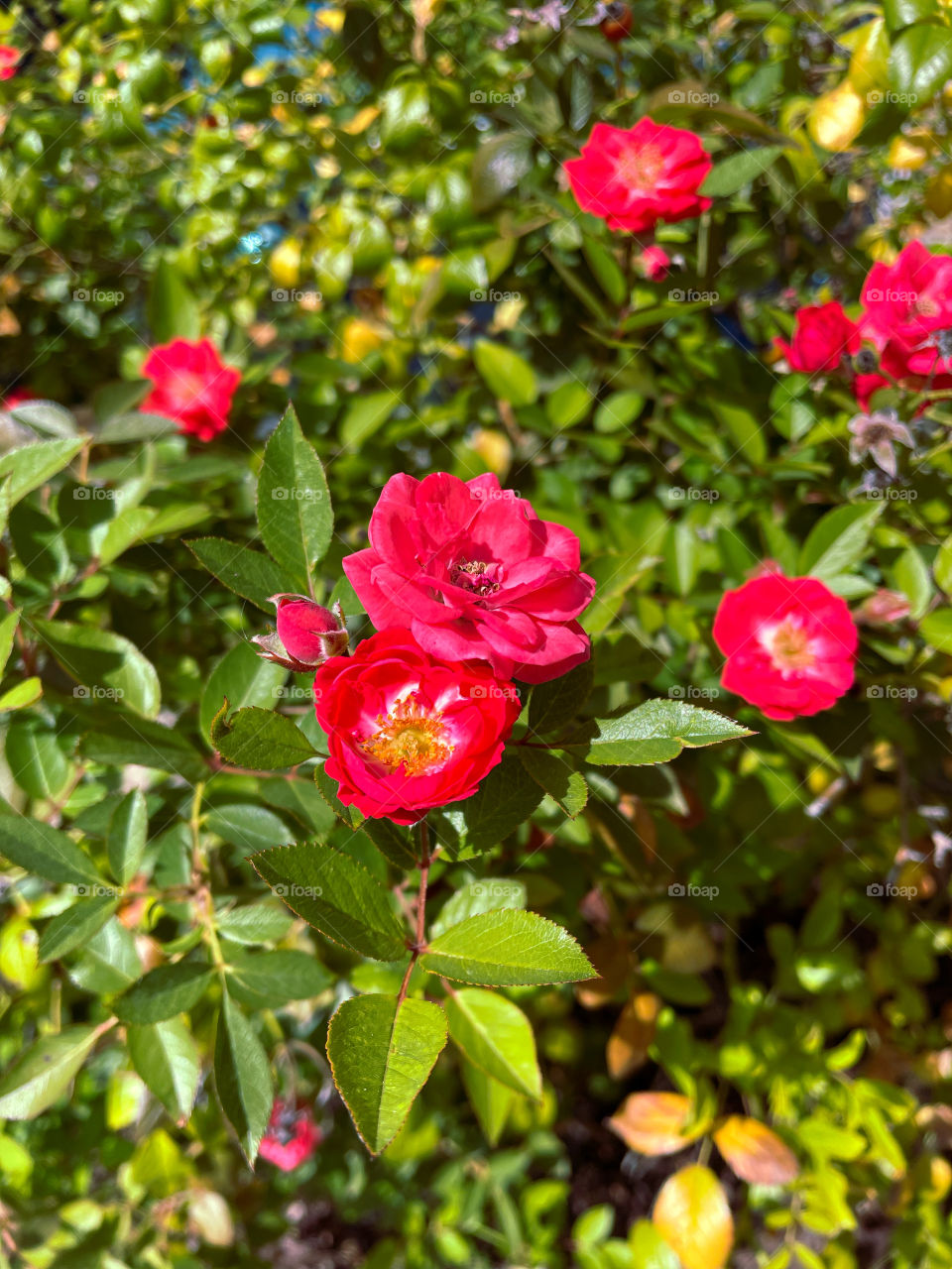 Red pink Flowers green leafs bush bushes plants plant outdoors Beautiful Greenery floral Garden botany