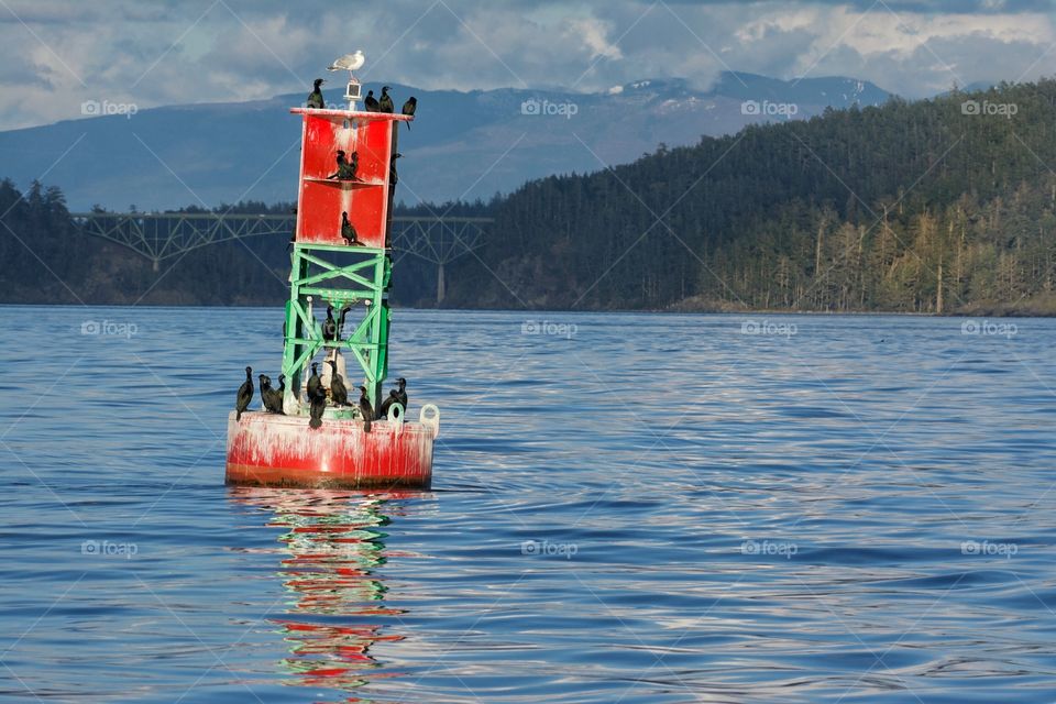 Buoy with cormorants