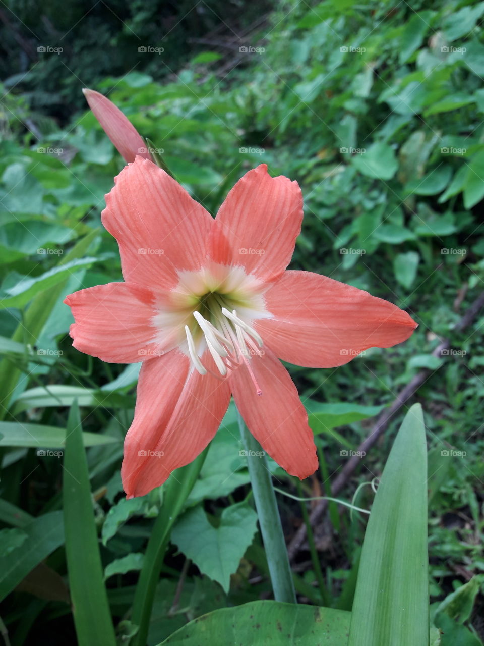 Amaryllis Lily flower