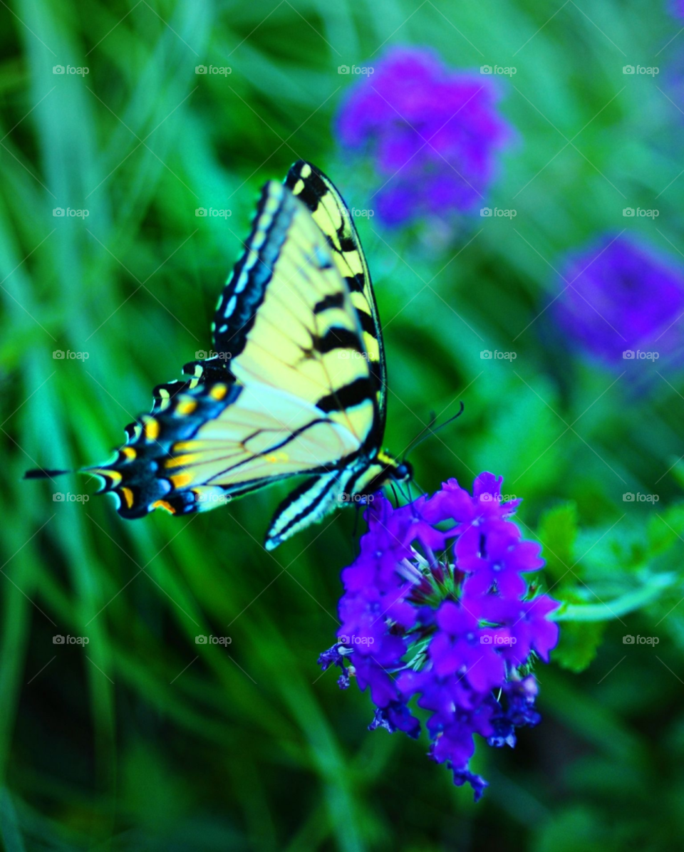 butterfly yellow butterfly by lightanddrawing