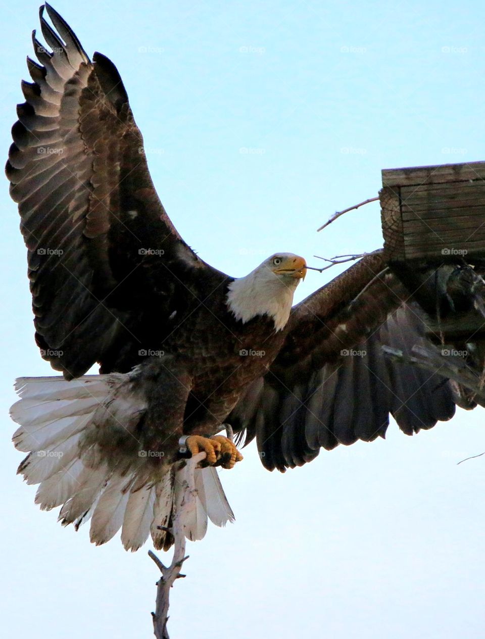 Bald Eagle Bringing Stick for Nest