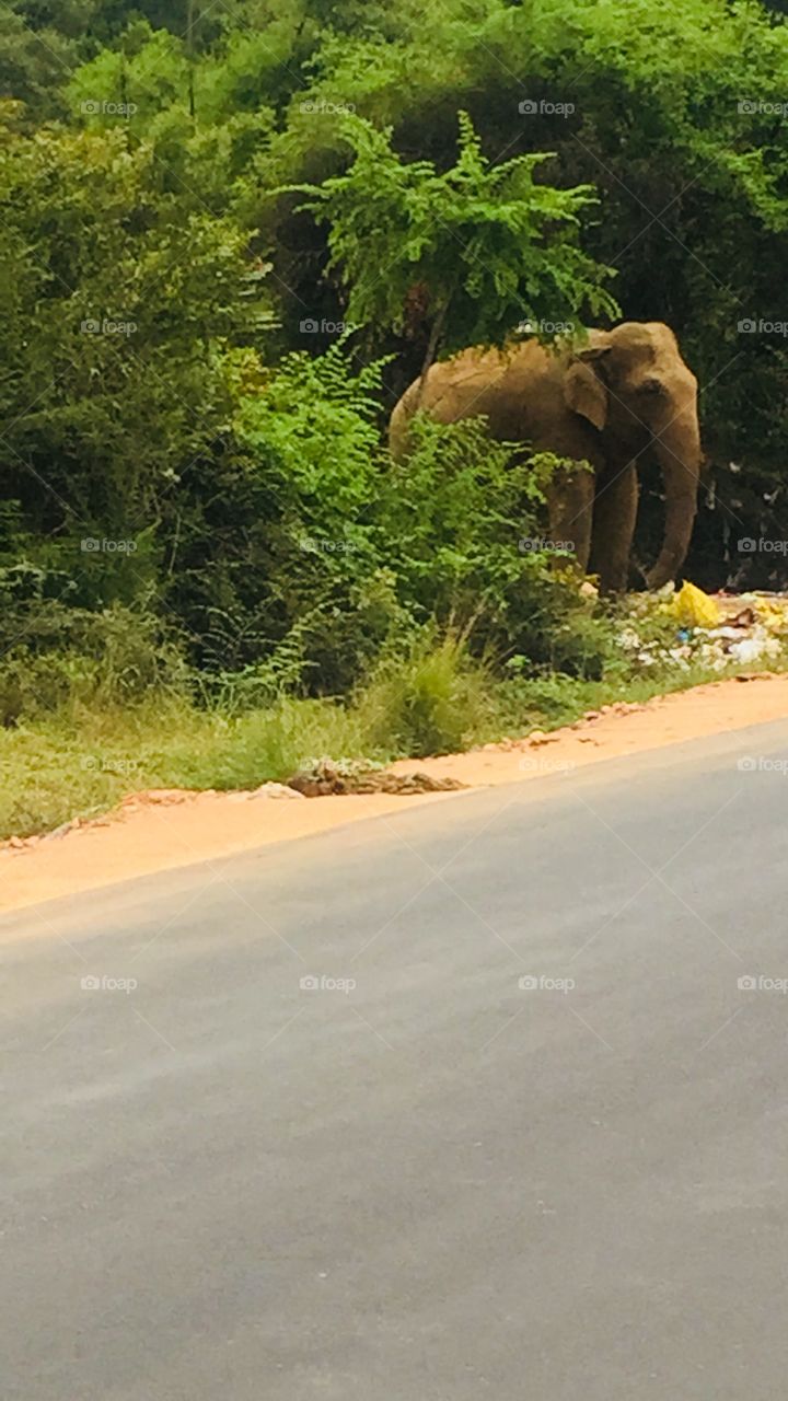 I can see you ( the elephant near the road)