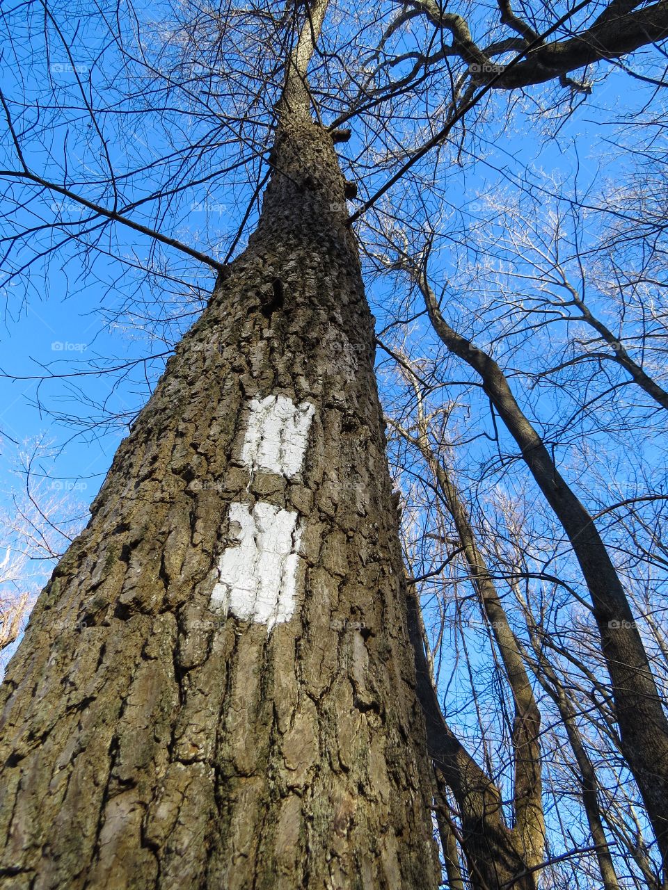 Tree Tops