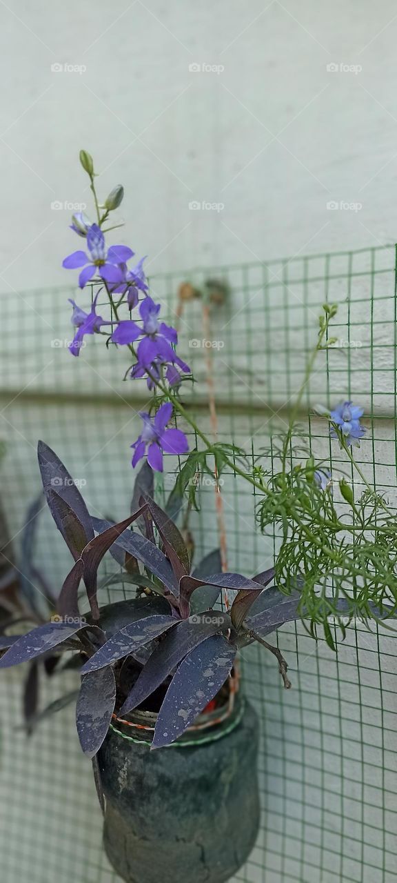 small purple blooming on thin soft branches