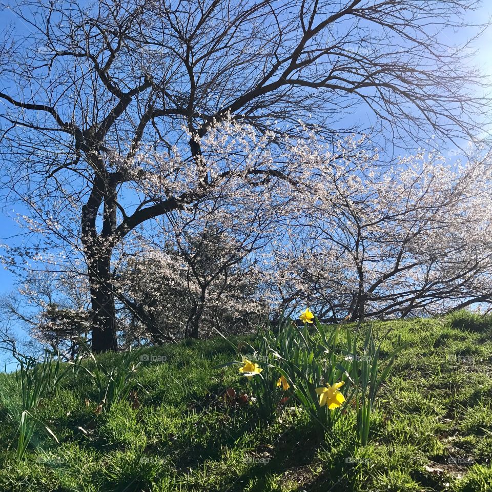 Spring in Central Park 