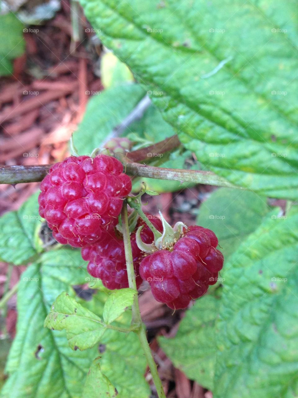 Raspberry 