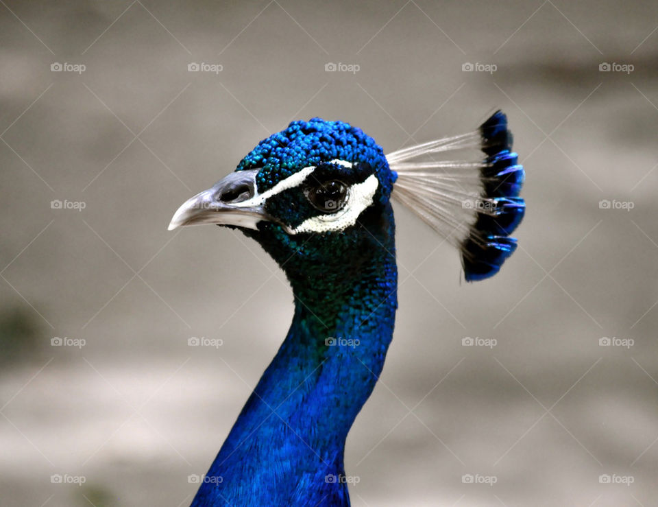 Peacock