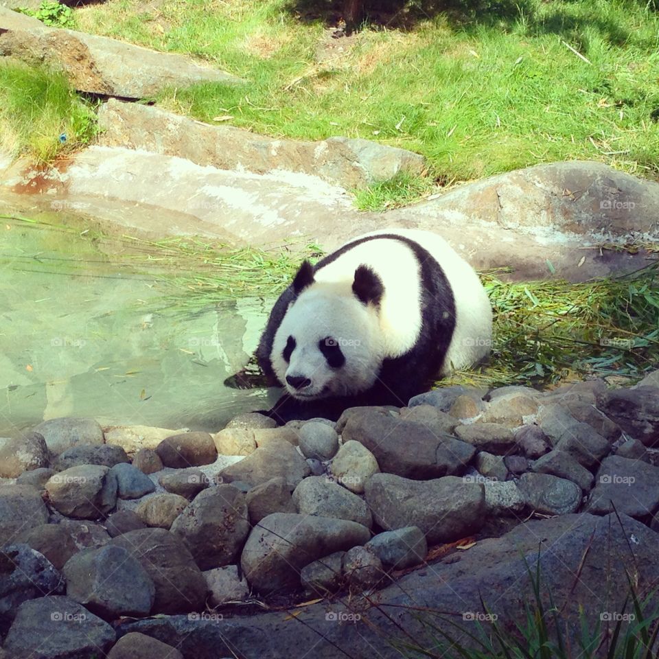 Hot panda. Hot panda coming down at edinburgh zoo, Scotland 