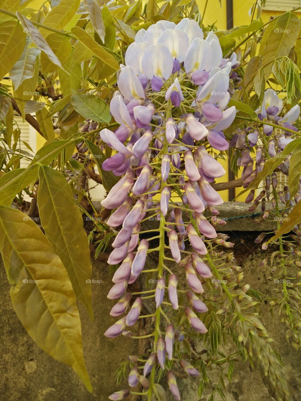 a colorful pink wisteria flower in bloom in a garden in springtime