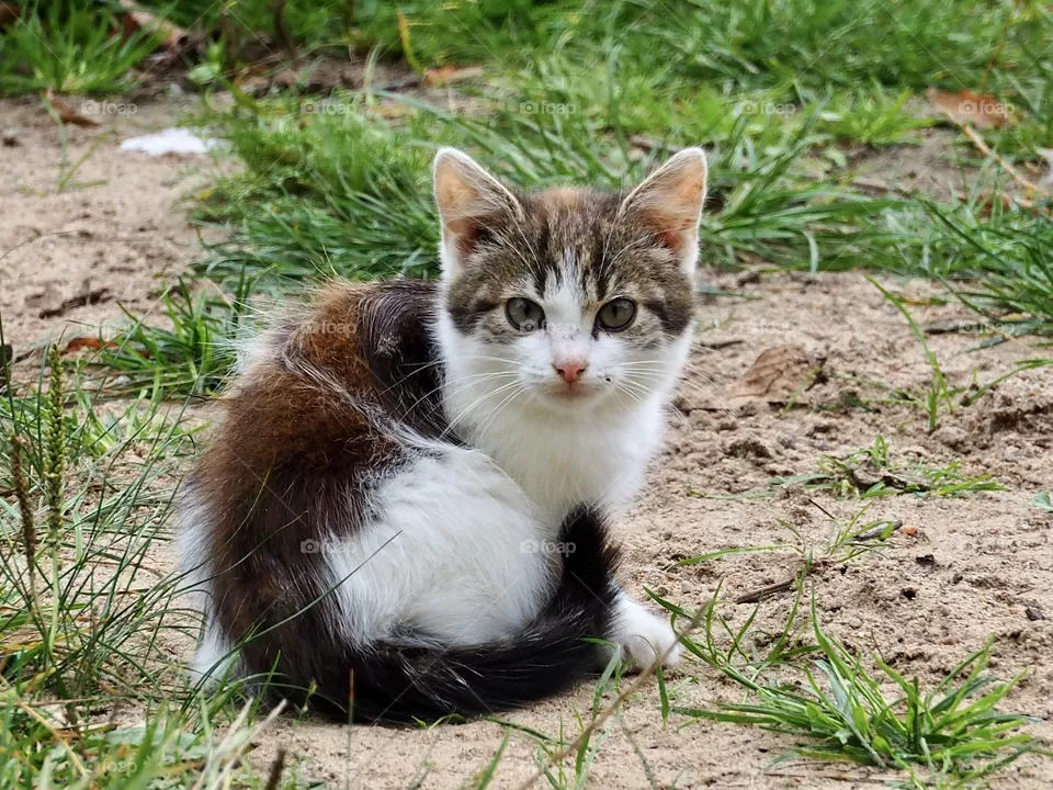 Kitten