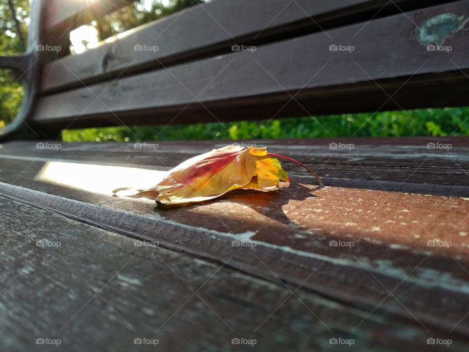 Yellow leaf on bench