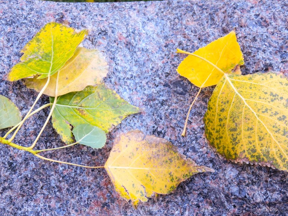 Fall leaves on granite 