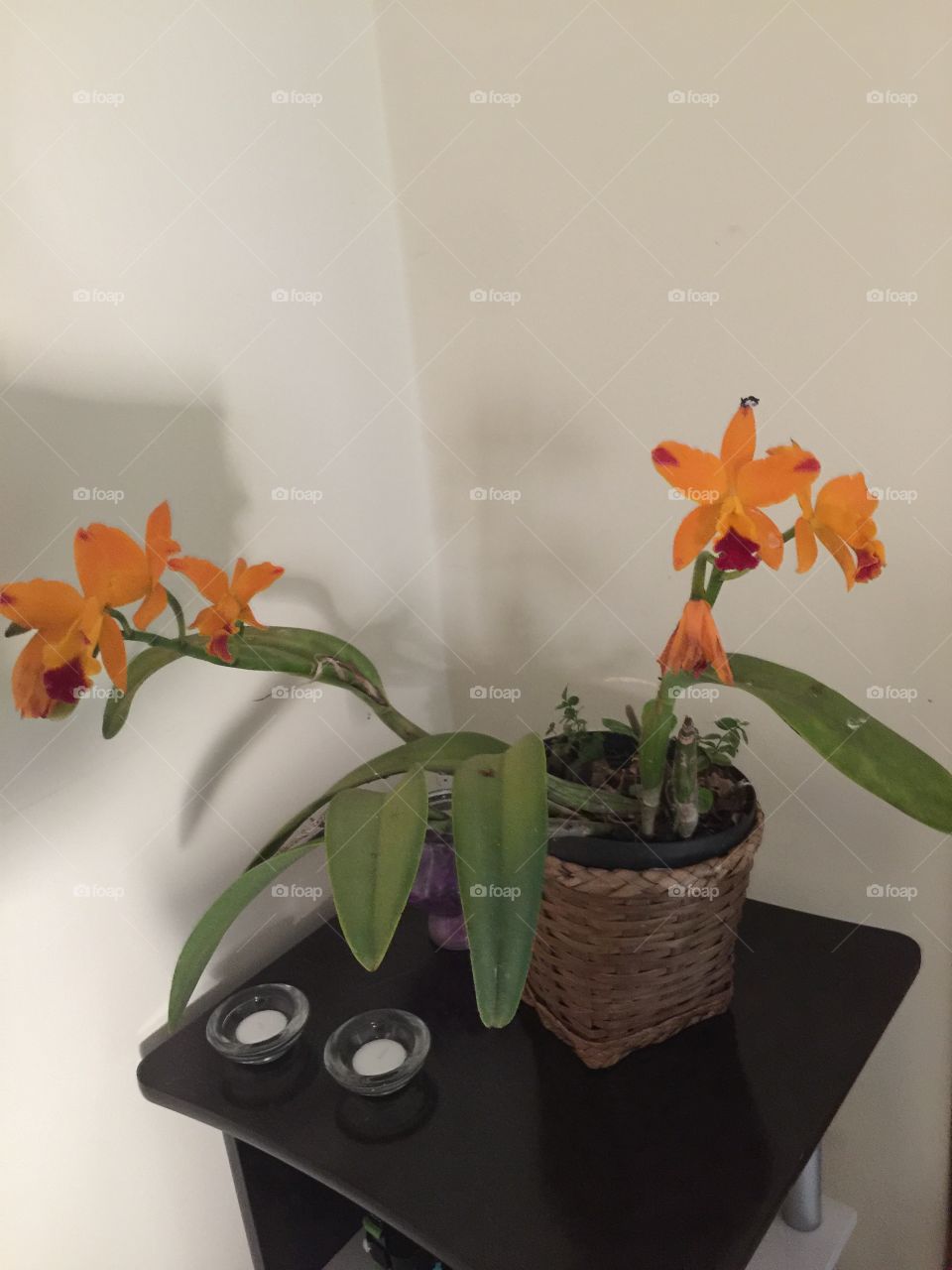 Orquídea. Flor laranja. Natureza linda. Decoração em casa com orquídea. Amo flores e especial orquídea. 