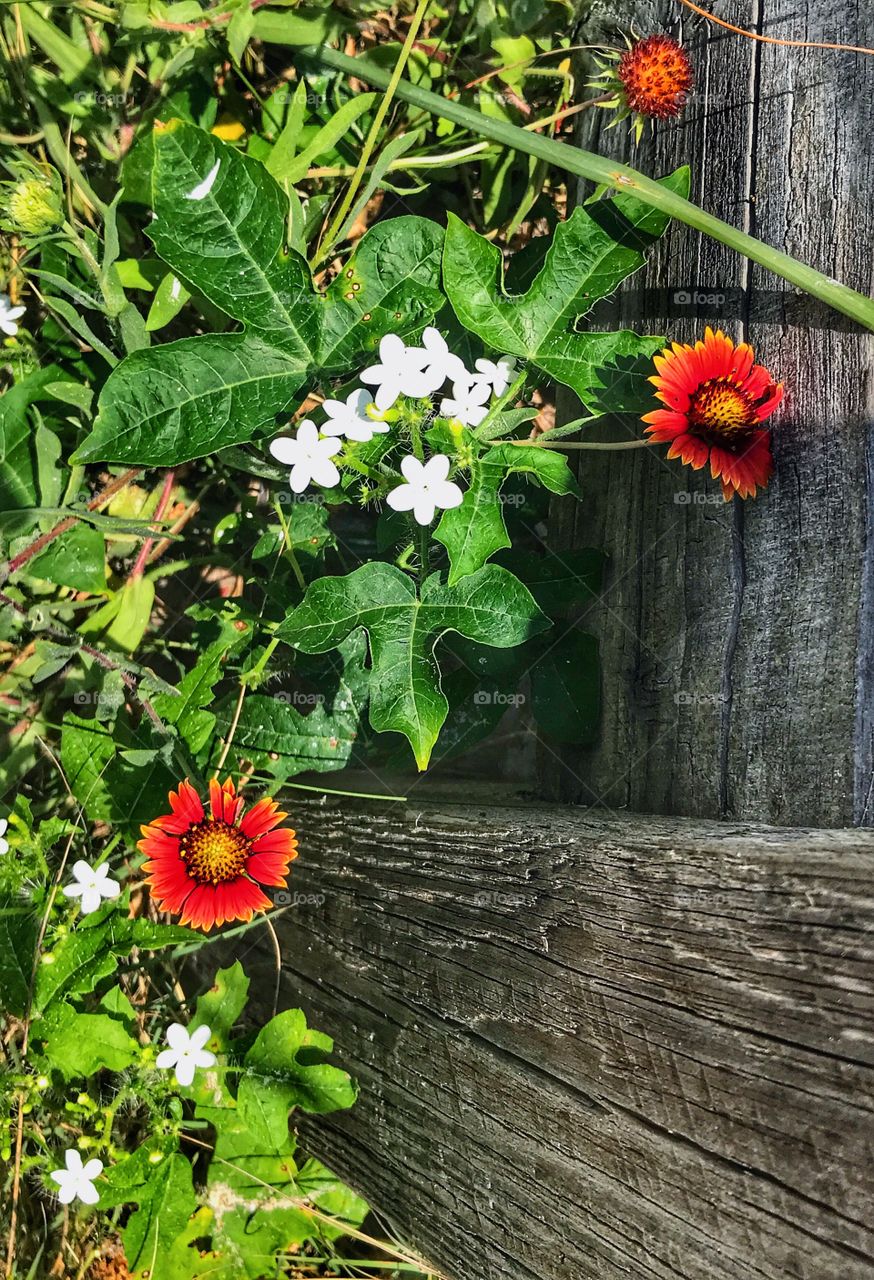 Wildflowers along fence