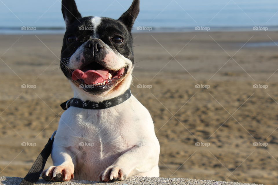 happy dog at the beach