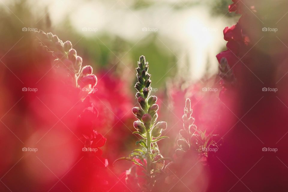 Red and green - nature’s natural color