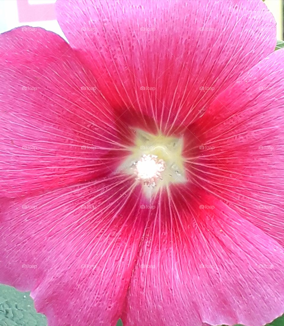 Pink flower