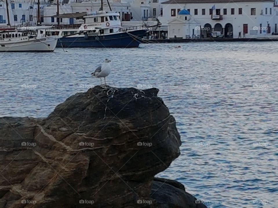 bird on the roc