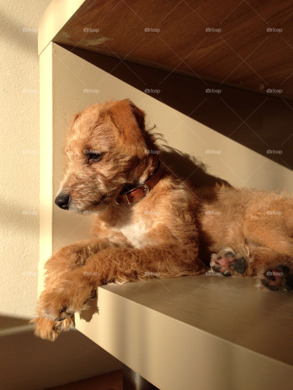 jackapoo rack russell puppy in sun dog sat on table by cyberegg