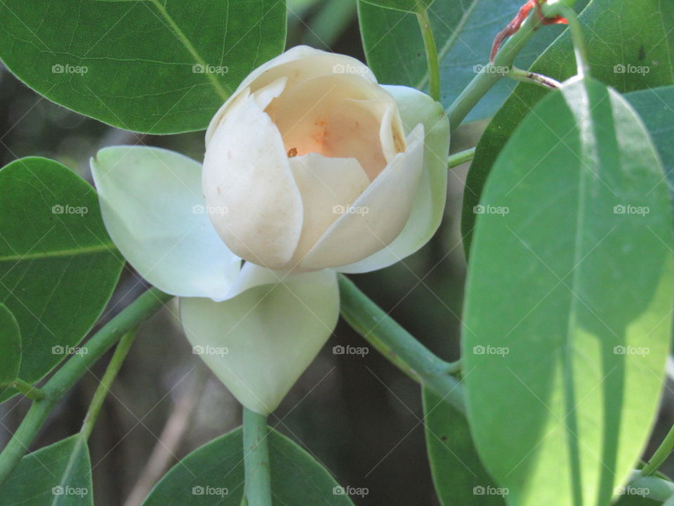 Tulip tree blossoming
