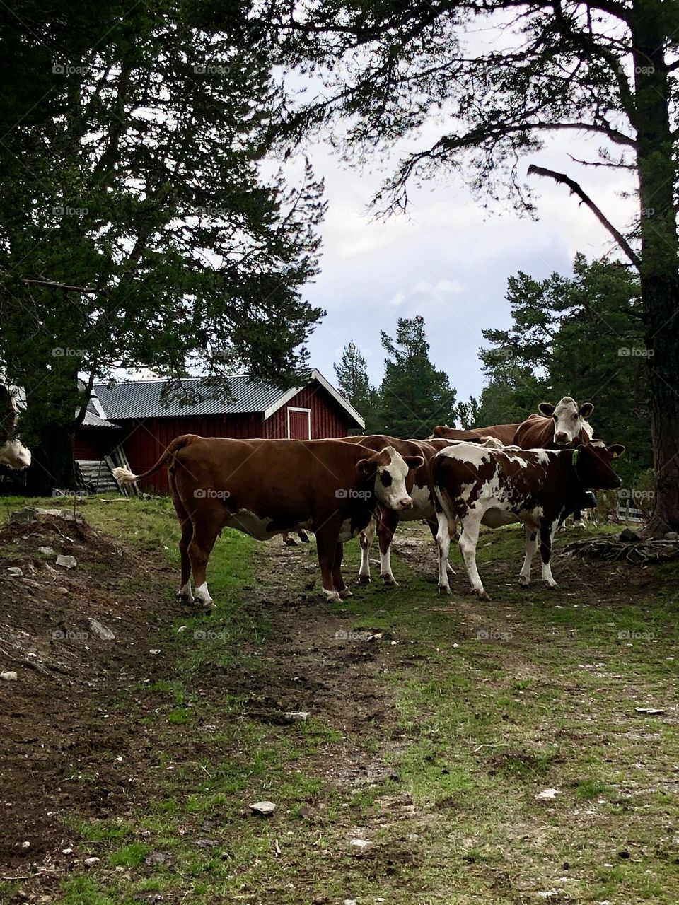 Cattle in Norway