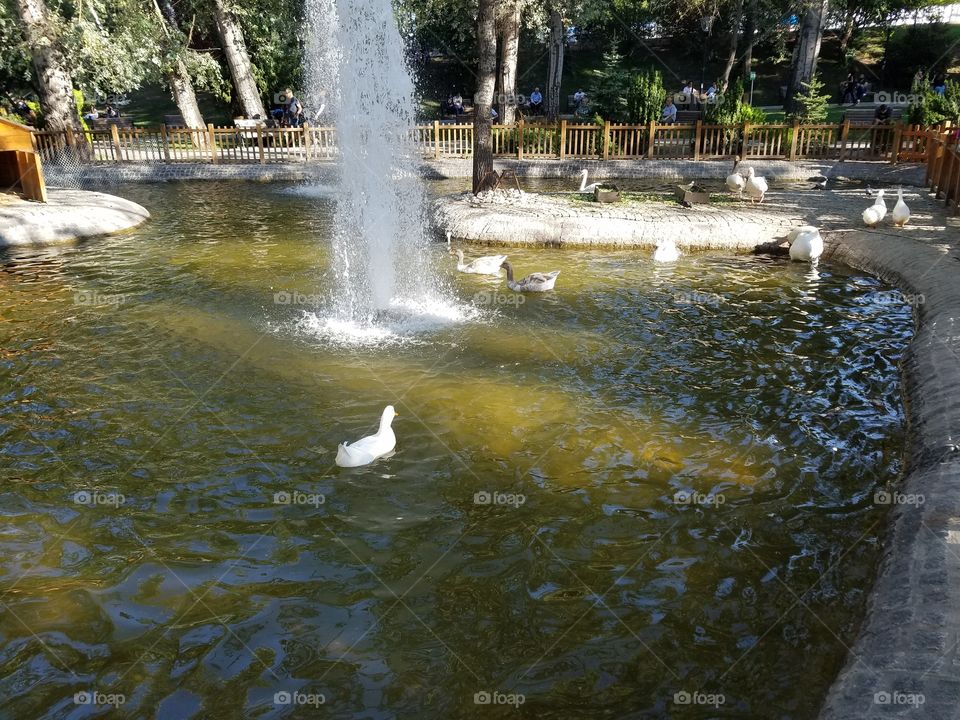 the bird pool at kuğlu park in Ankara Turkey