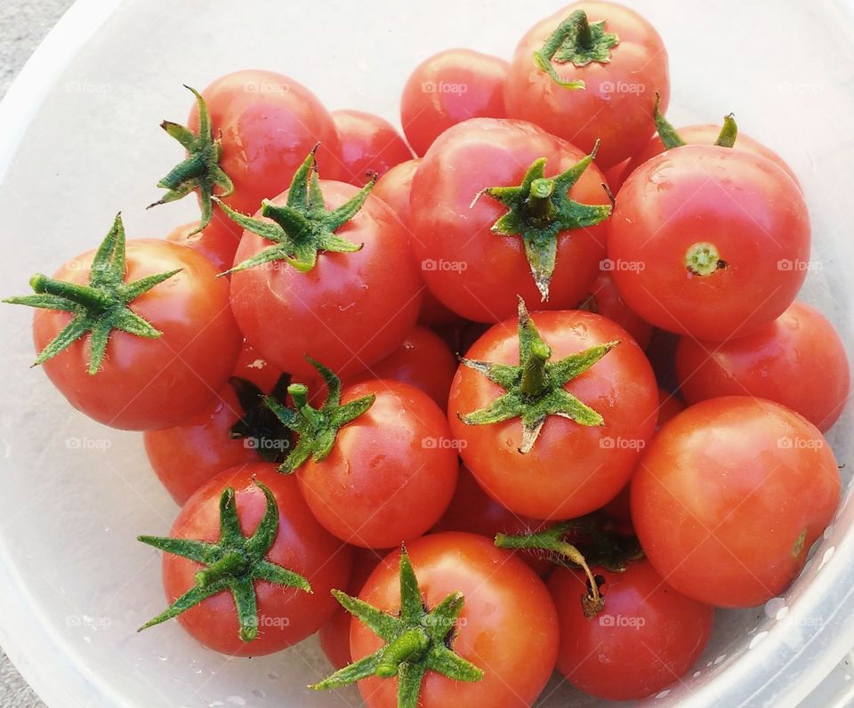 los tomates más frescos y orgánicos que puedas encontrar!