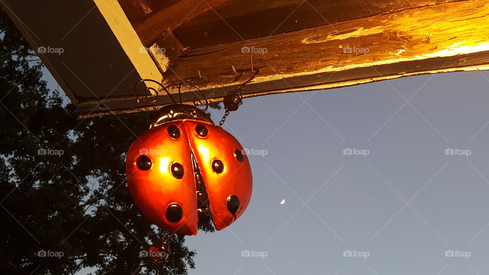ladybug lit by the moon