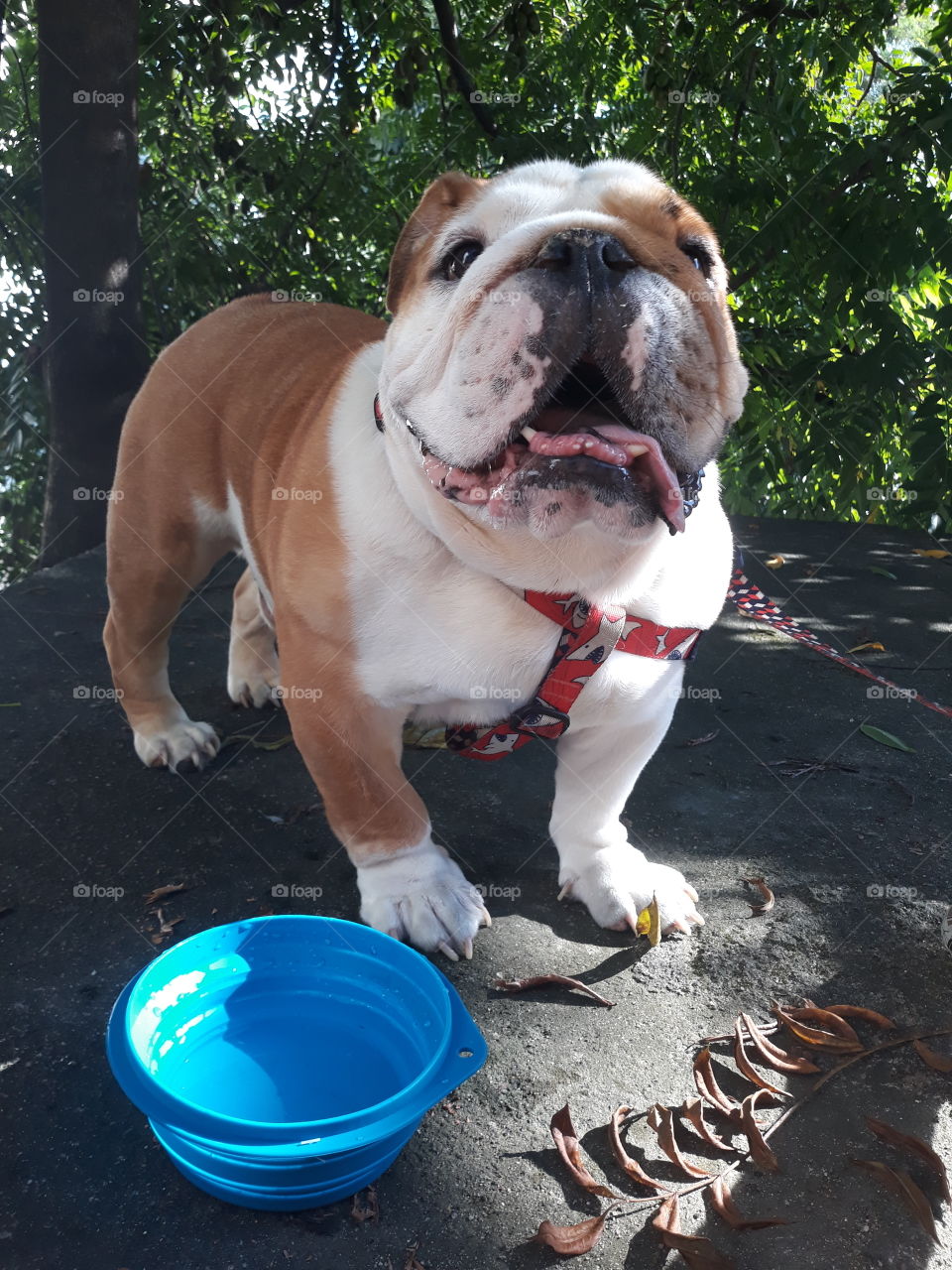 Hello, my  name is  Spike.