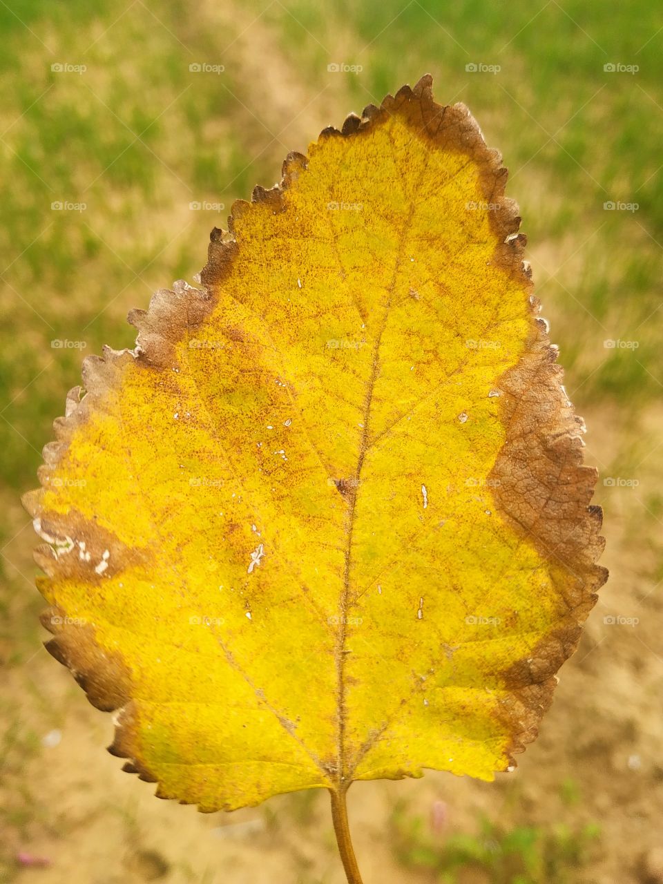 It is Yellow leaf isolated on yellow. One leaves in the shape of a heart