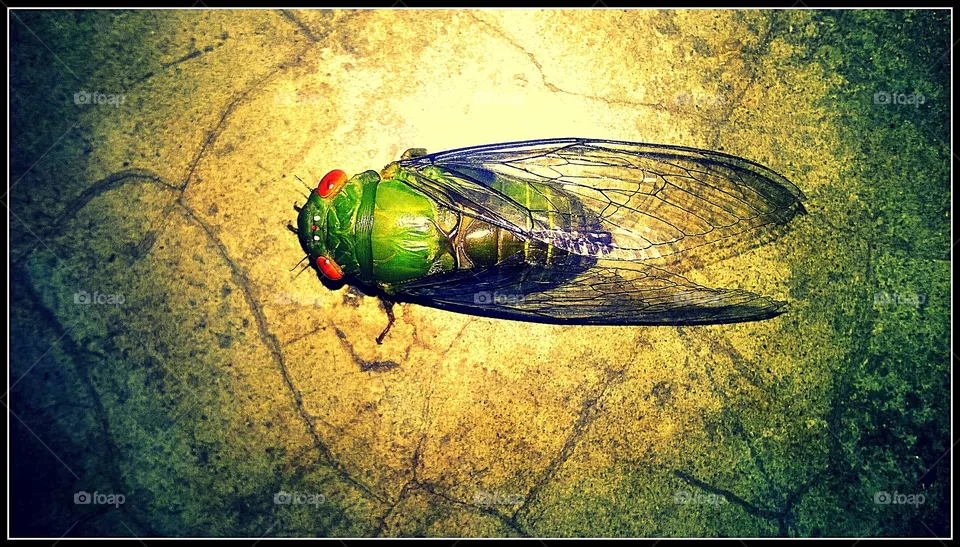 Firefly 1