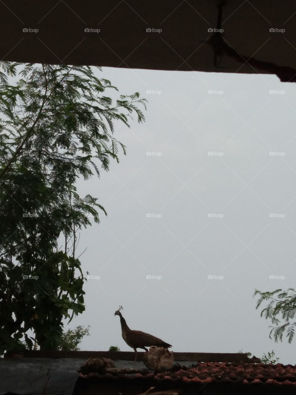 farm bird random picture