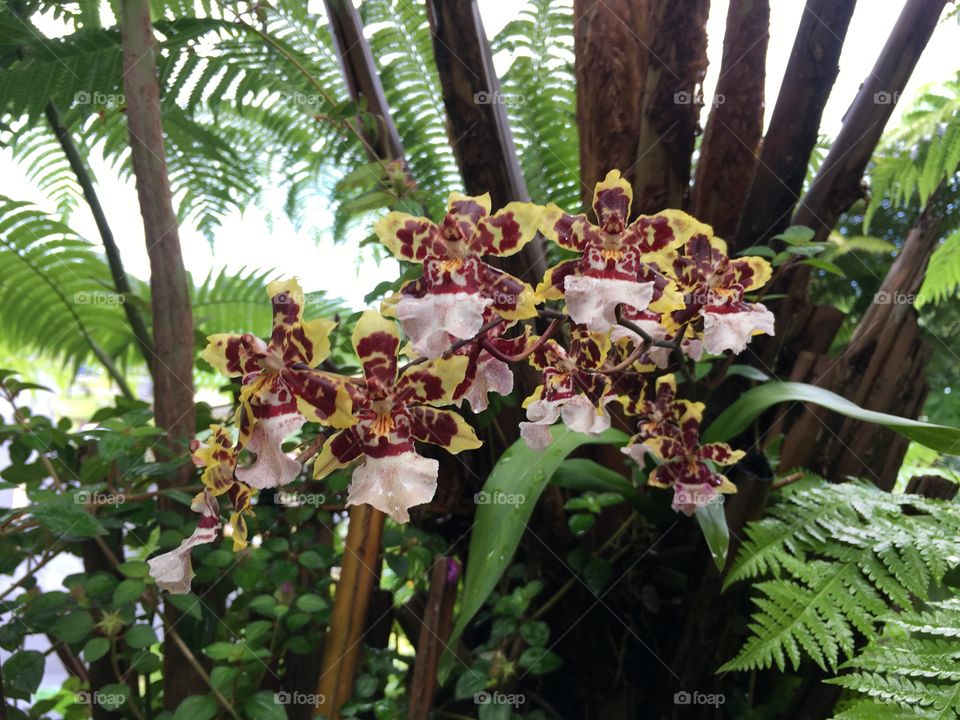 Orchids on tree fern