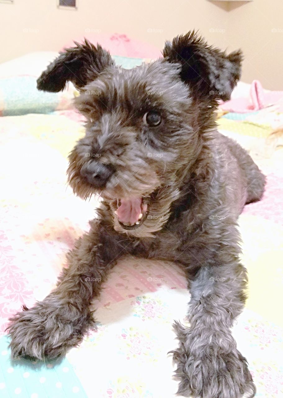 Dog lying on bed