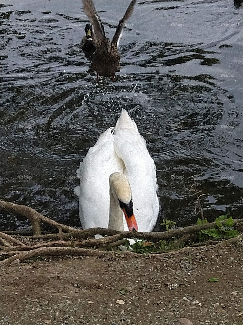 swan