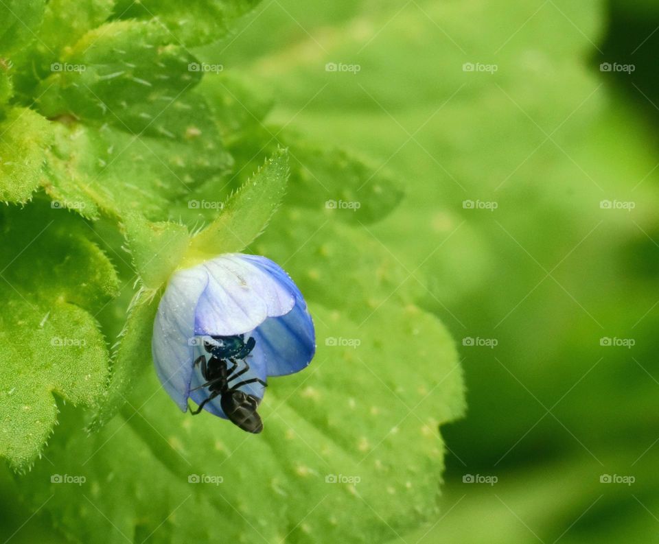 Ant and flower